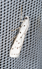 Myelois circumvoluta