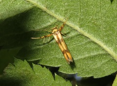 Stathmopoda pedella