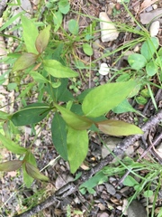 Lysimachia quadrifolia