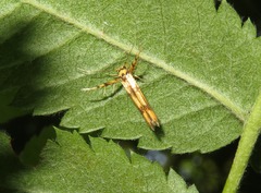 Stathmopoda pedella