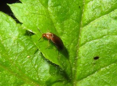 Anaspis flava
