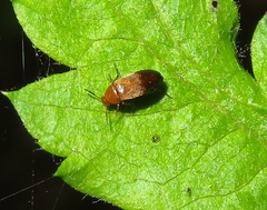 Anaspis flava
