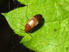 Anaspis flava