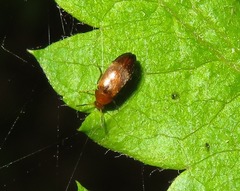 Anaspis flava