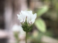 Trifolium monanthum