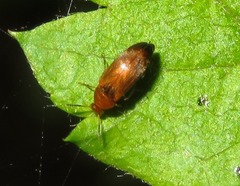 Anaspis flava