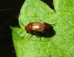 Anaspis flava