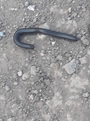 Archispirostreptus syriacus