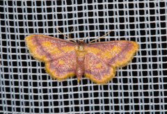 Idaea muricata