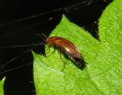 Anaspis flava