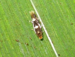 Bucculatrix cidarella