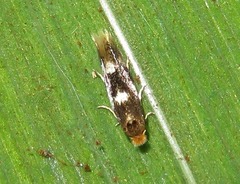 Bucculatrix cidarella
