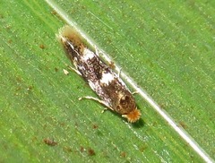 Bucculatrix cidarella