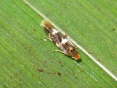 Bucculatrix cidarella