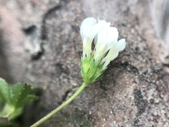 Trifolium monanthum