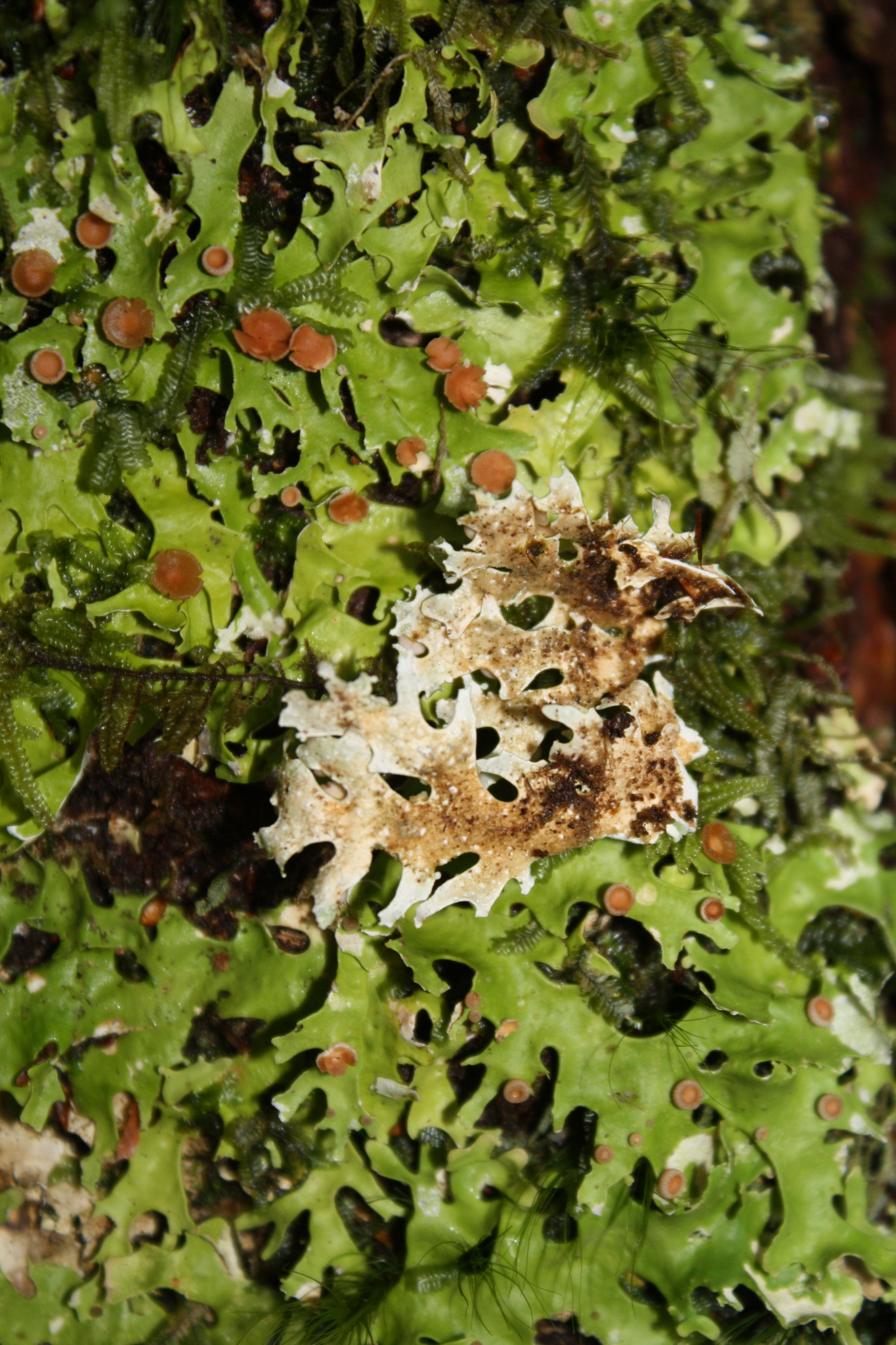 Pseudocyphellaria homoeophylla image