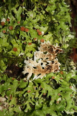 Pseudocyphellaria homoeophylla