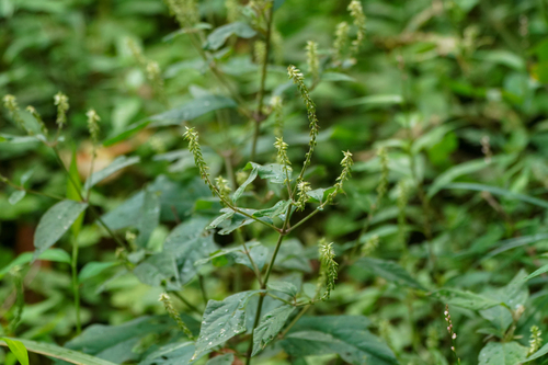 Image of Achyranthes bidentata by (c) WATANABE Hitoshi 渡辺仁, some rights reserved (CC BY)