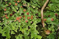 Pseudocyphellaria homoeophylla