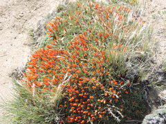 Anarthrophyllum desideratum