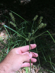 Cyperus tetragonus