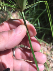 Cyperus tetragonus