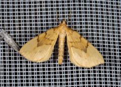 Gandaritis pyraliata