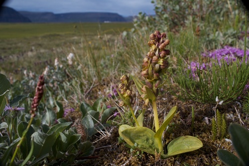 vstavačovec zelený (Dactylorhiza viridis)