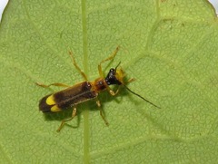 Malthinus flaveolus