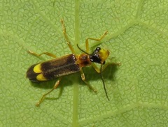 Malthinus flaveolus