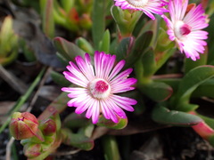 Ruschia sarmentosa