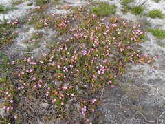 Ruschia sarmentosa