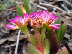 Ruschia sarmentosa