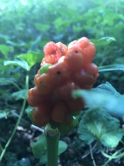 Arum elongatum