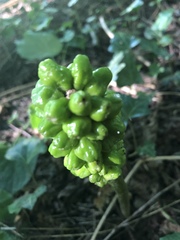 Arum elongatum