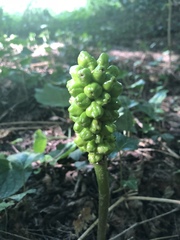 Arum elongatum