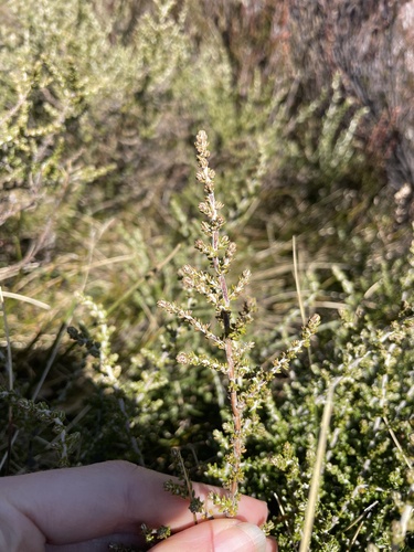 Image of Olearia algida by (c) Hilary Rose Dawson, some rights reserved (CC BY)