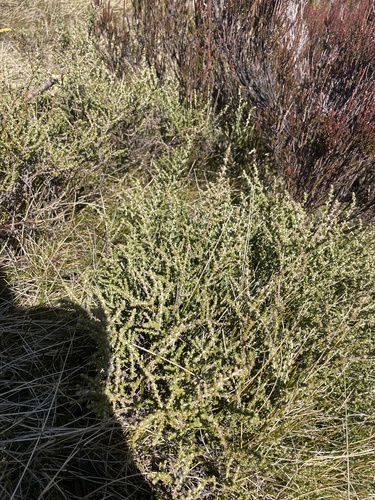 Olearia algida, photograph 6