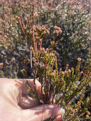 Epacris petrophila