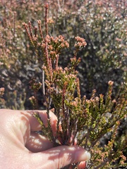 Epacris petrophila