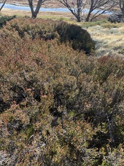 Epacris petrophila, photograph Hilary Rose Dawson, CC BY, iNaturalist via GBIF