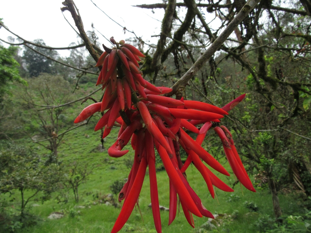 Erythrina rubrinervia