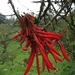 Erythrina rubrinervia - Photo (c) Juan Andrés leyva, some rights reserved (CC BY-NC), uploaded by Juan Andrés leyva