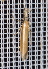 Pleurota aristella