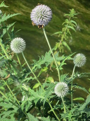 Echinops exaltatus