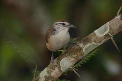 Pheugopedius felix lawrencii