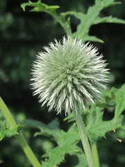 Echinops exaltatus