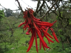 Erythrina rubrinervia