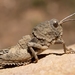 Grasshoppers, Locusts, and Allies - Photo (c) Ferran Turmo Gort, some rights reserved (CC BY-NC-SA)