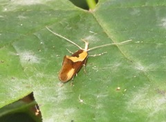 Harpella forficella